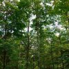 09 b Schluchensteig Etappe 4 - 6